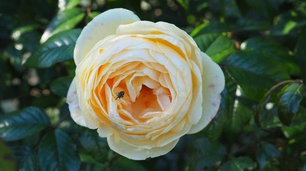 🌳 지광산 공원(치코잔 코엔) 이미지 5